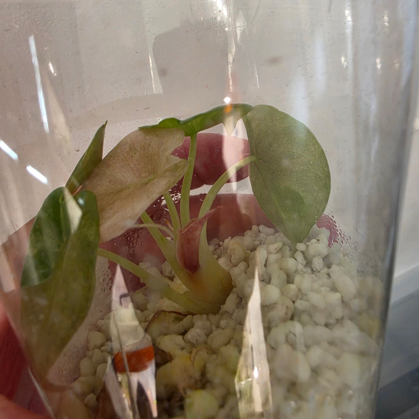 Alocasia Cuprea Pink Spot – Exact Plant No. 2 - See Description
