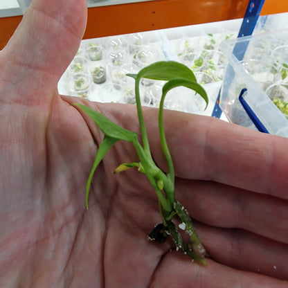 Anthurium Delta Force – Tissue Culture Plantlet