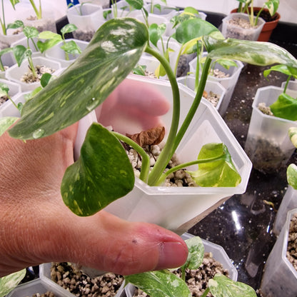 Monstera Electrolight Variegated – Exact Plant (#4)