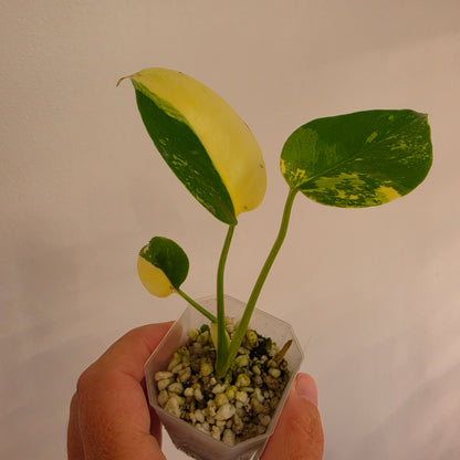 Monstera Lemon Pom Pom - see description