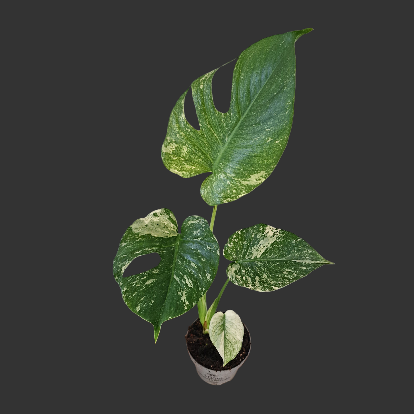 Monstera Deliciosa Mint Variegata – 12cm Pot (#2)