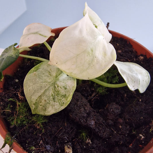 Alocasia Ninja Tricolor Rare Houseplant 10.5cm pot (3)