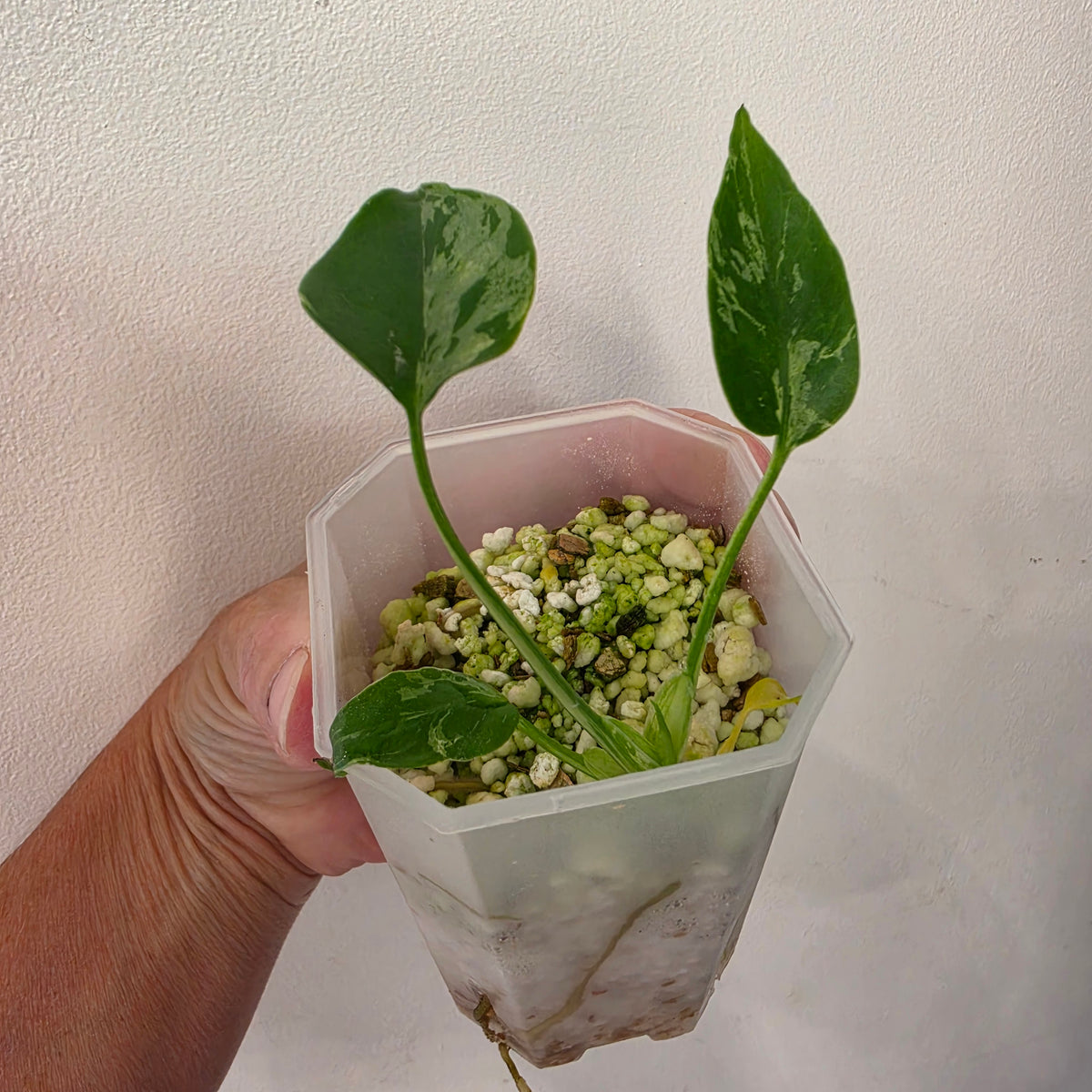 🌿 THE MOTHER OF ALL MONSTERA BUNDLES - SEE DESCRIPTION! 🌿