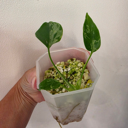 🌿 THE MOTHER OF ALL MONSTERA BUNDLES - SEE DESCRIPTION! 🌿