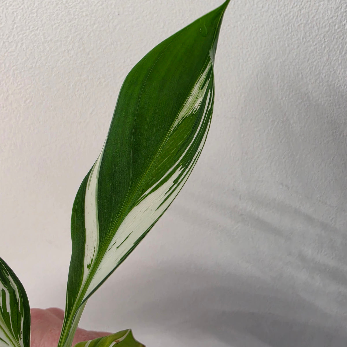 Musa ‘Hawaii’ Variegated – Established | Exact Plant #1