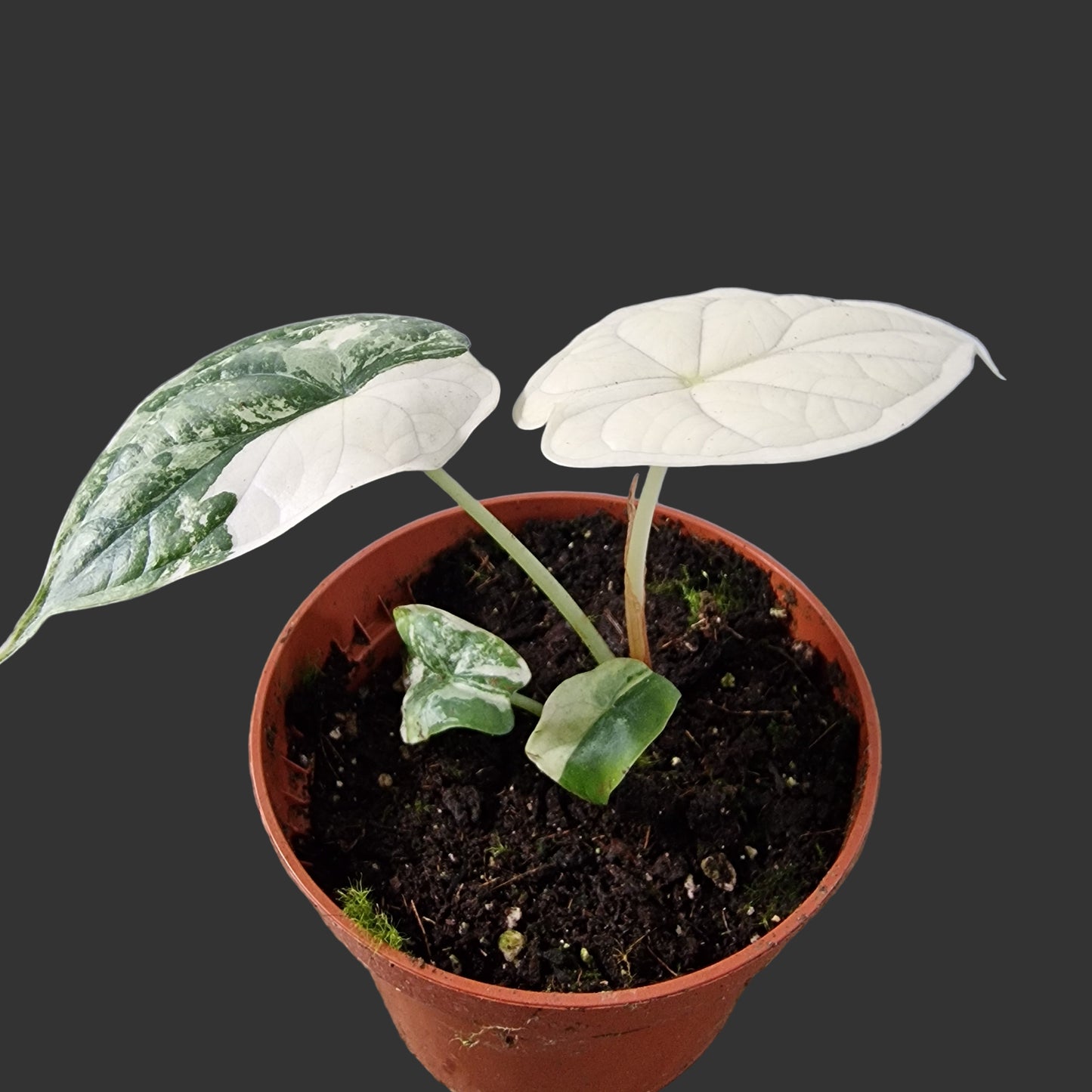 Alocasia Dragon Scale Variegata Rare Houseplant 10.5cm pot (3)