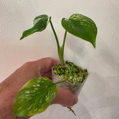 Monstera Devil – Exact Plant G2