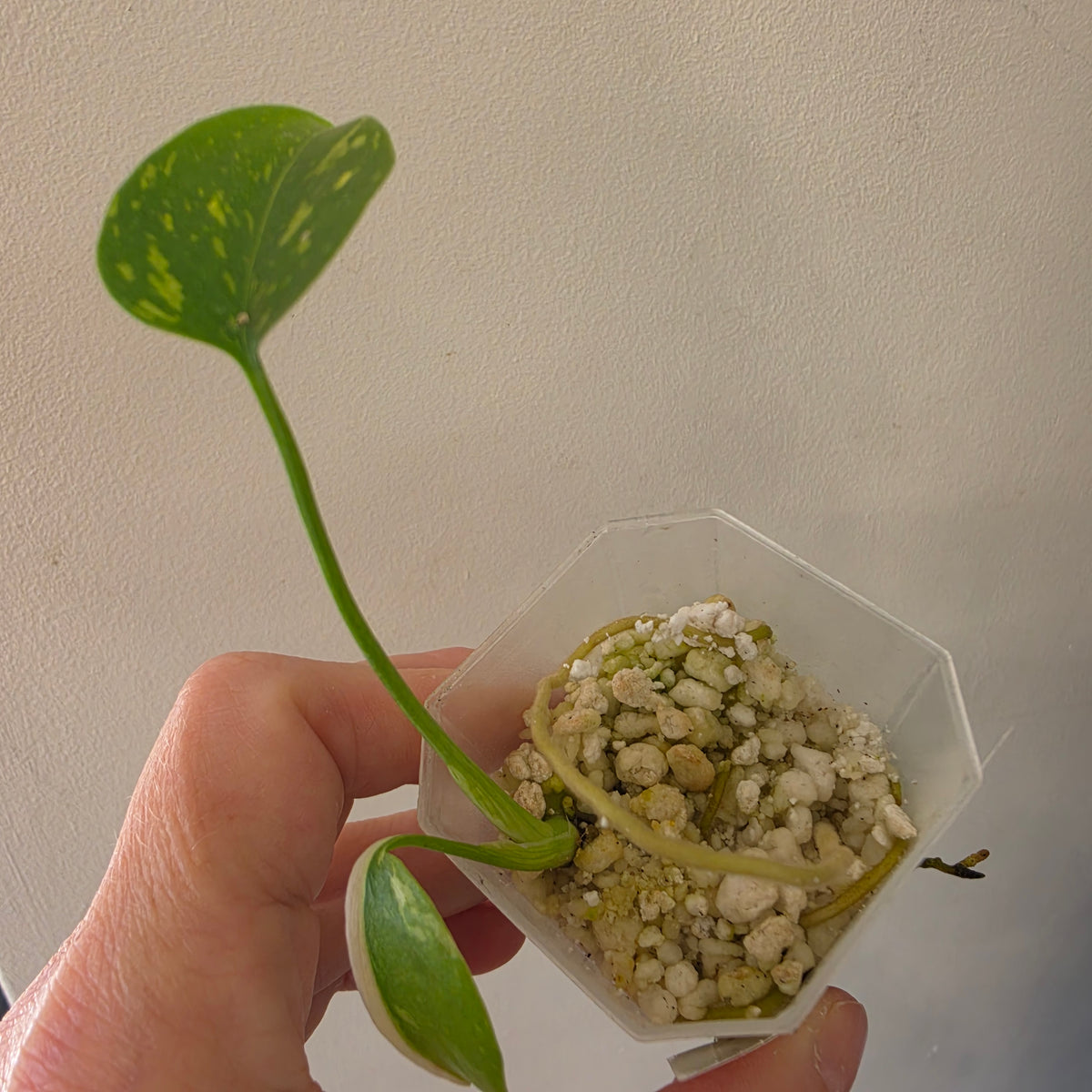 Monstera Bundle - See Description