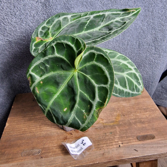 Anthurium Silver Streak Ecuagenera Import (r) worth £30 – Rehab Plant