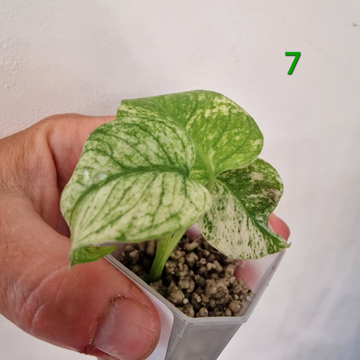 White Monstera – Choose Your Plant