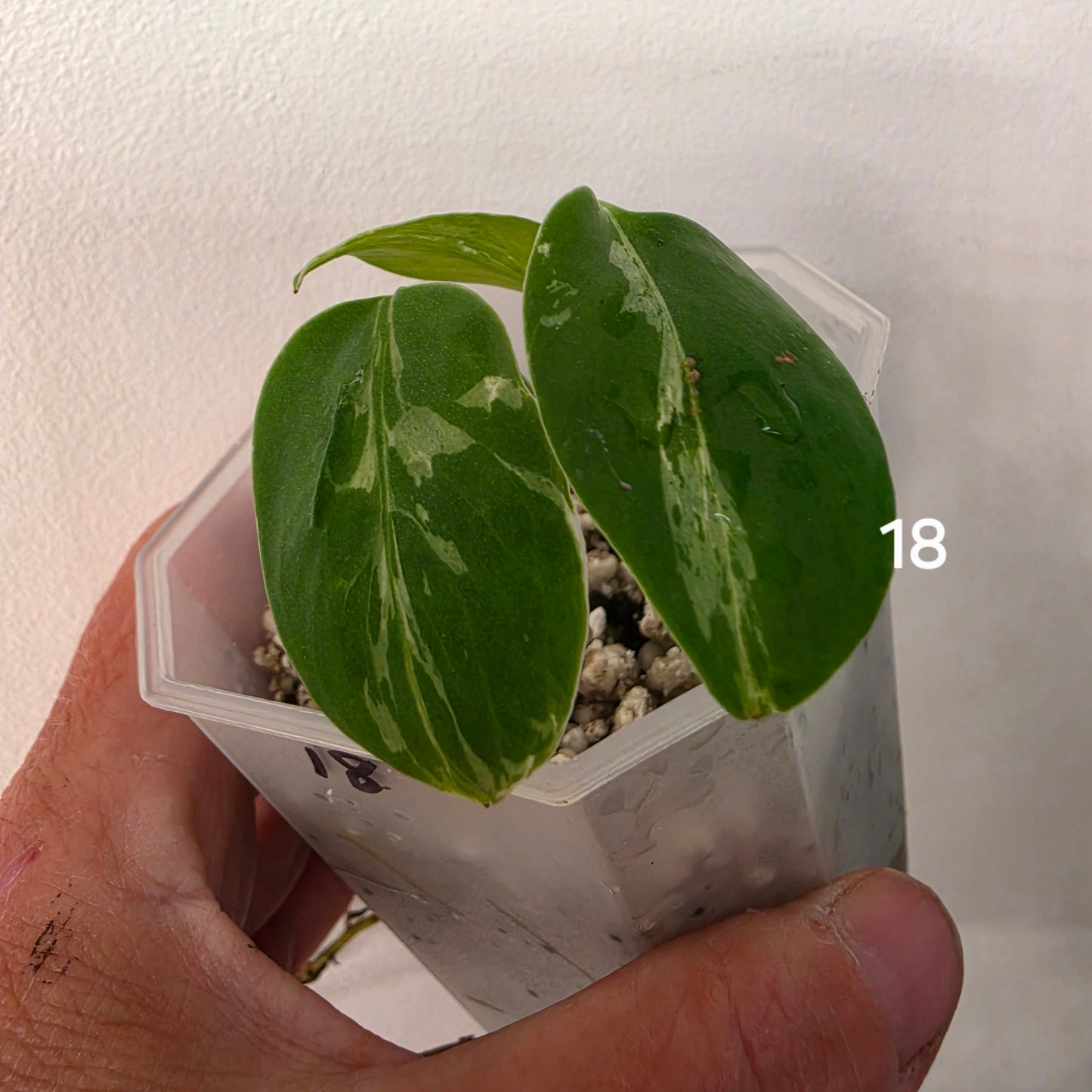 Monstera Bulbasaur 7cm pot – Choose Your Own
