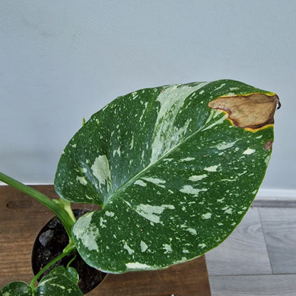 Monstera Thai Constellation Rare Houseplant 8cm pot (2)