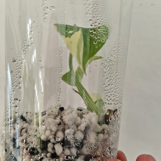 PRE-ORDER – Monstera Lemon Lime ‘Pom Pom’ - Young Exact TC Plant (#3)