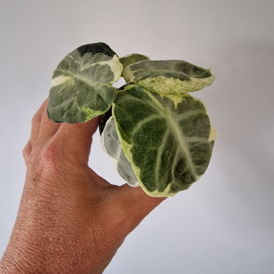Alocasia Ninja Variegated Houseplant 6cm pot (2)