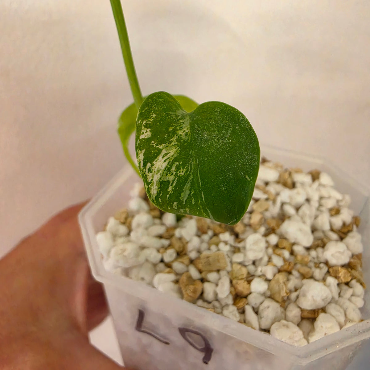 Monstera Devil Monster – Lightly Variegated / Speckled – Exact Plant (L9)
