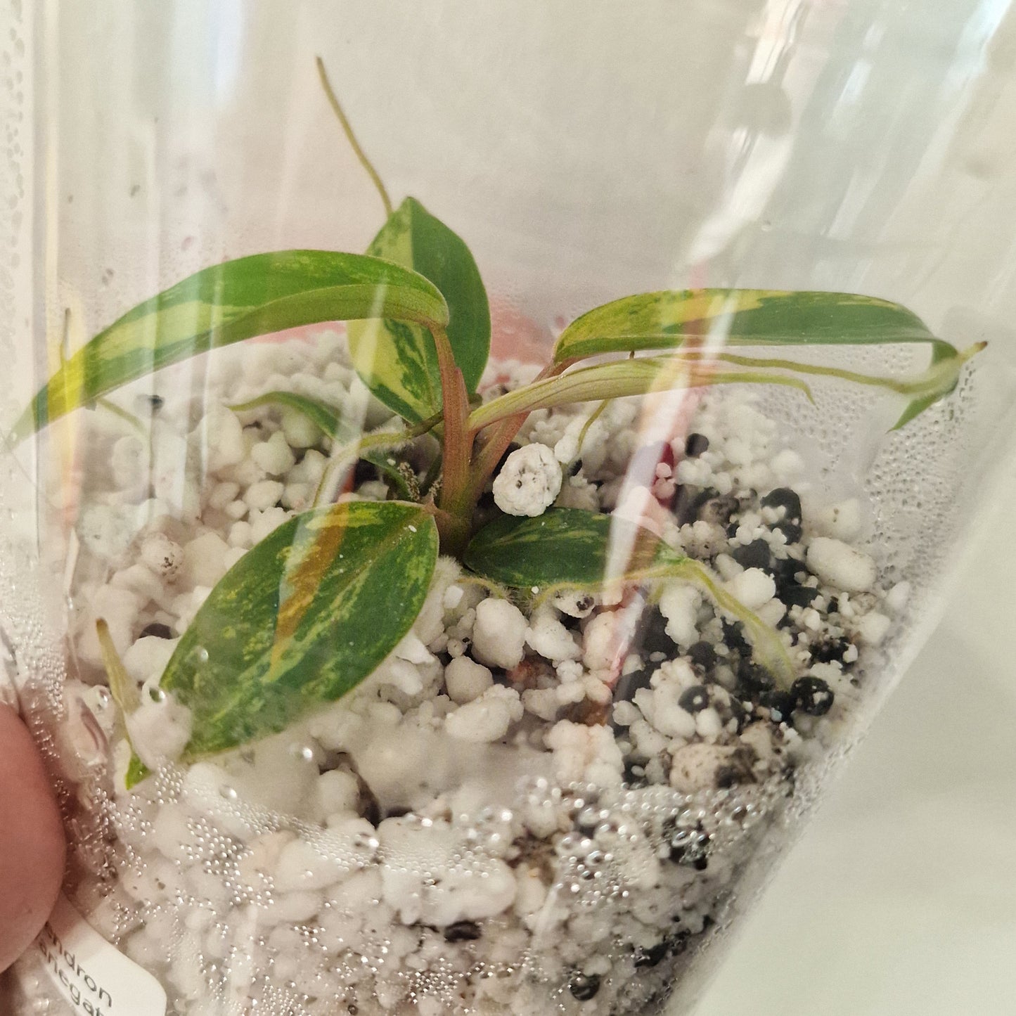 Philodendron Joepii Variegated – Exact Plant #3