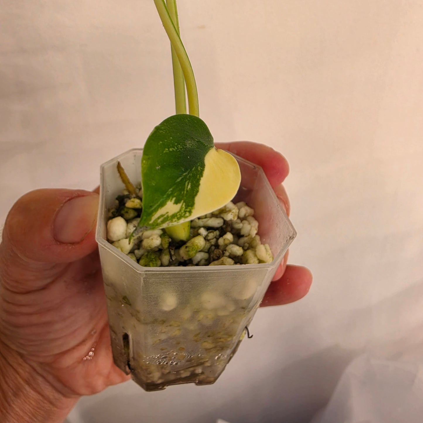 Monstera Lemon Pom Pom - see description