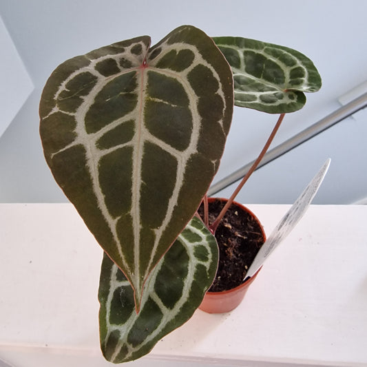 Anthurium Michelle by DocBlock Rare Houseplant 9cm pot