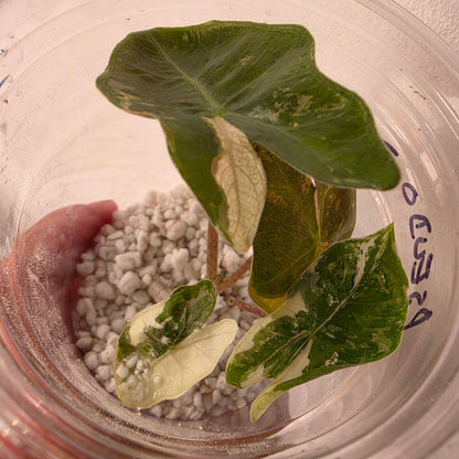 Alocasia Pseudo Sanderiana Pink Variegation Exact Plant - 3 See Description