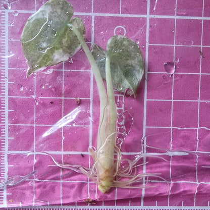 Alocasia Cuprea ‘Nom Yen’ Variegated – Tissue Culture Plant (In Vitro)