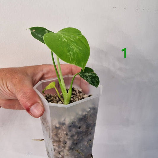 Monstera Bulbasaur – Choose Your Own Plant
