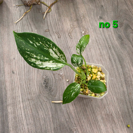 CnG group offers Devil.no 5