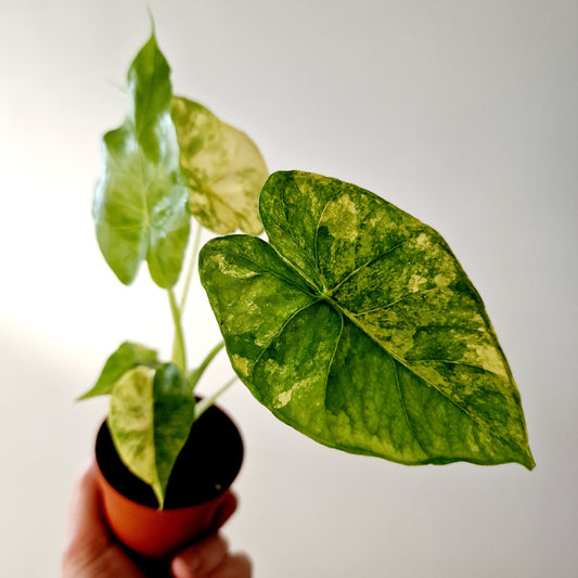 Alocasia Odora Yellow Variegated Houseplant 7cm pot (1)