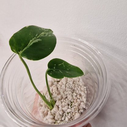 Monstera Bulbasaur – Young TC Plant (Exact Plant #1-9)