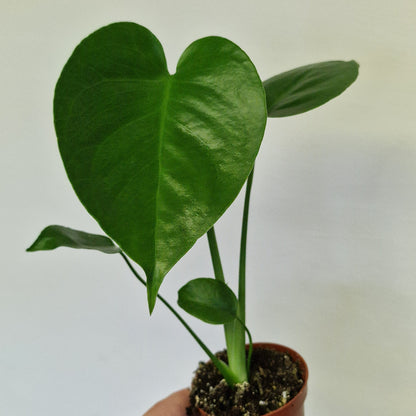 Monstera Deliciosa – 6cm Pot