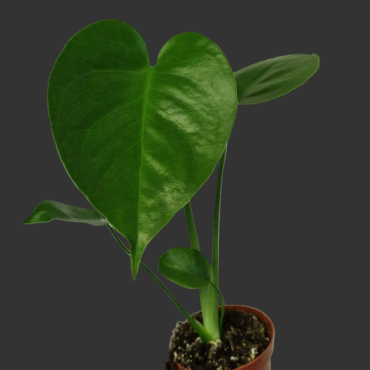 Monstera Deliciosa – 6cm Pot