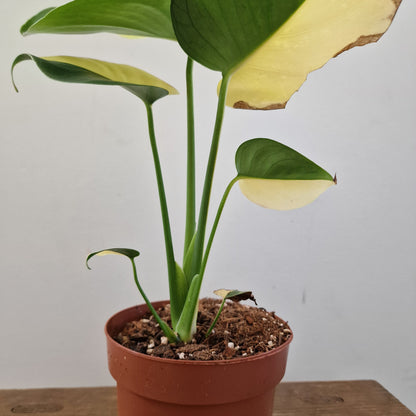 Monstera Deliciosa Aurea – 12cm Pot (#12)