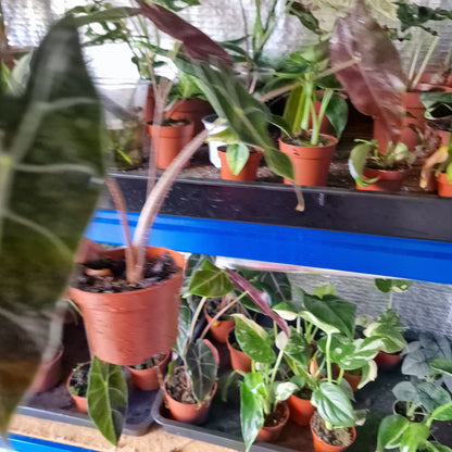 Alocasia Suhirmaniana Rare Houseplant 10.5cm pot