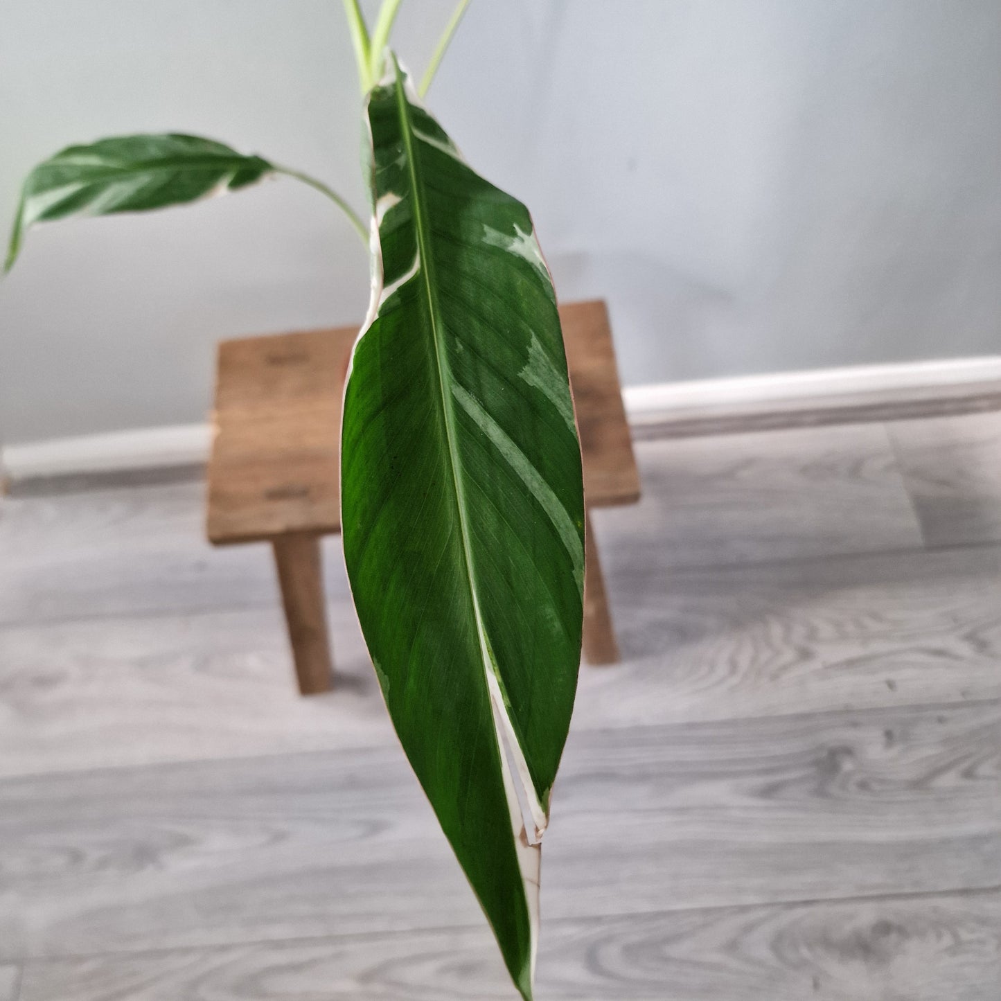 Musa ‘Florida’ – 10.5cm Pot (#1)