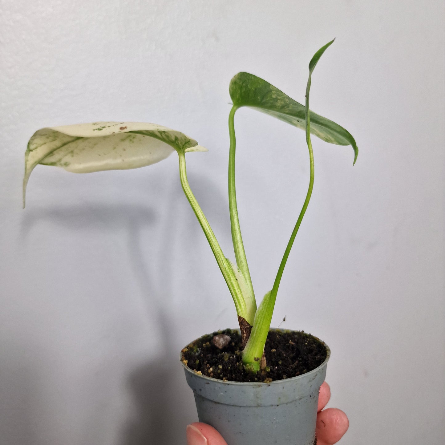 Monstera Mint – 6cm Pot (#2)
