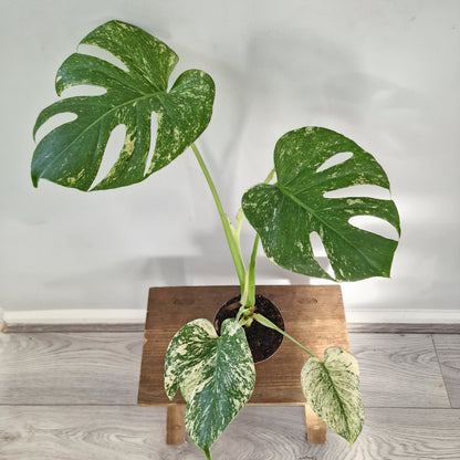 Monstera Deliciosa Mint Variegata – 12cm Pot (#3)