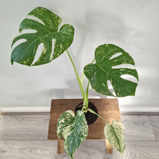 Monstera Deliciosa Mint Variegata – 12cm Pot (#3)
