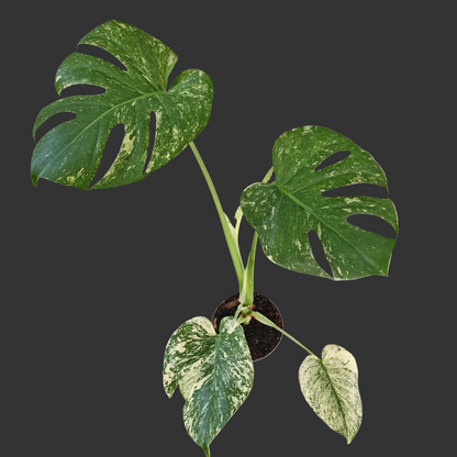 Monstera Deliciosa Mint Variegata – 12cm Pot (#3)