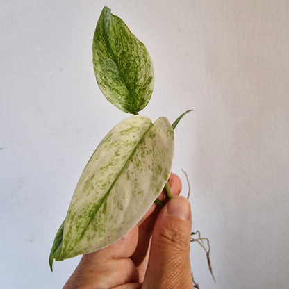Monstera Laniata Top Cutting rooting in Water