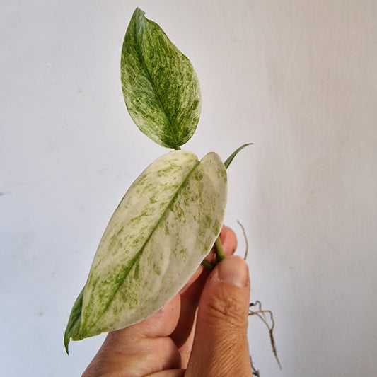 Monstera Laniata Top Cutting rooting in Water