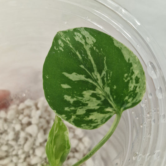 Pre-order Monstera Bulbasaur – Young TC Plantlet Exact Plant (1-7)