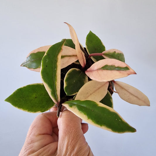 Hoya Flamingo Dream Rare Houseplant 9cm pot