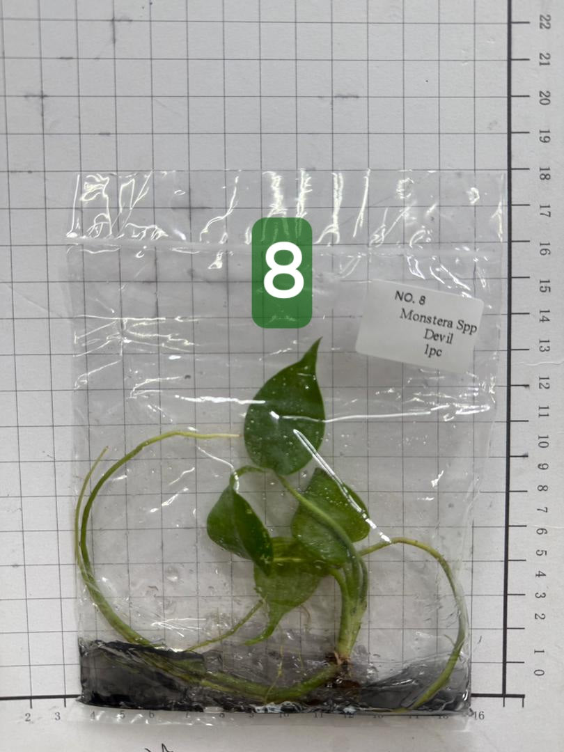 Choose your own Monstera Devil Tissue Culture Plantlet Pre-Order - see description