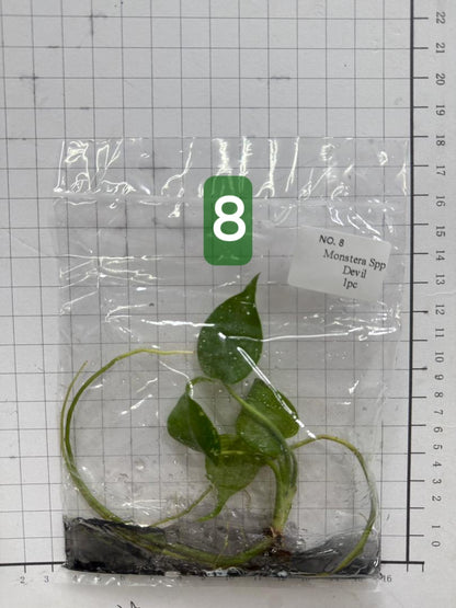 Choose your own Monstera Devil Tissue Culture Plantlet Pre-Order - see description