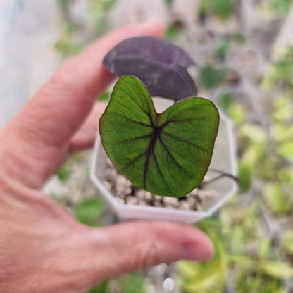 Colocasia Esculenta Black Magic 5cm pot