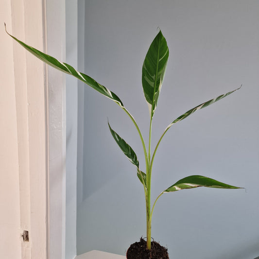 Musa Florida Rare Houseplant approx 40cm tall 10.5cm pot (4)