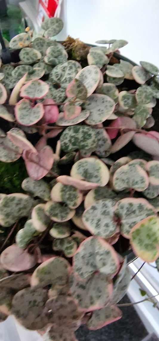 Ceropegia woodii Variegata - Variegated Hearts – Large Trailing Plant