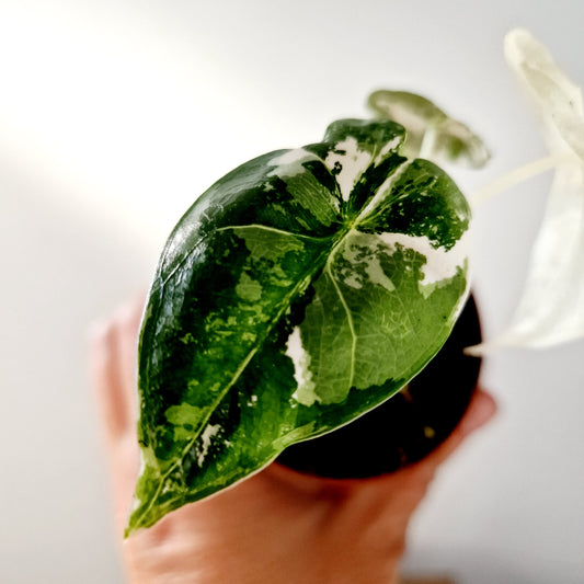 Alocasia Variegated Frydek Houseplant 7cm pot (1)