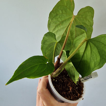 Ecuagenera Rehab Anthurium kunayalense