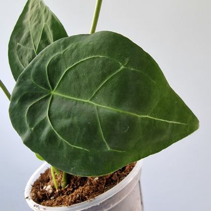 Ecuagenera Rehab Anthurium forgetii (16)