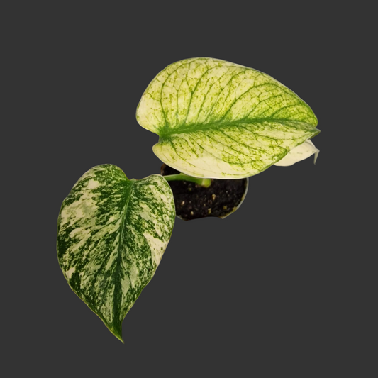 Monstera Mint – 6cm Pot (#1)